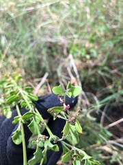 Chenopodium robertianum