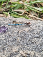 Argia joergenseni
