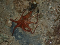 Callistoctopus luteus