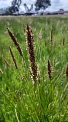 Carex appressa