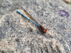Argia joergenseni