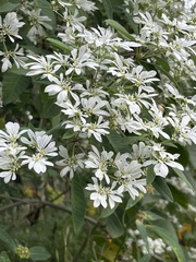 Euphorbia leucocephala
