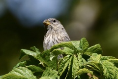 Catamenia analis