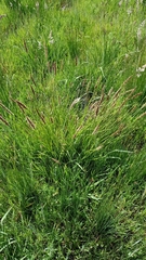 Carex appressa