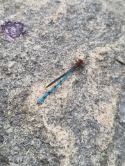 Argia joergenseni
