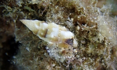 Cerithium egenum