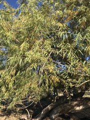 Salix nigra
