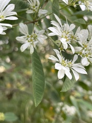 Euphorbia leucocephala