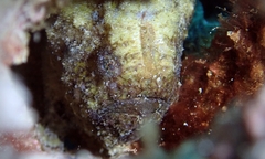 Antennatus tuberosus