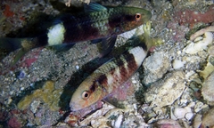 Parupeneus multifasciatus