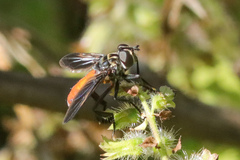 Galactomyia
