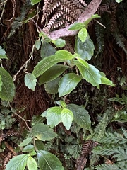 Fieldia australis