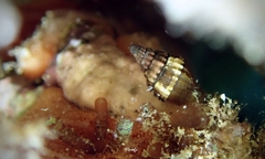 Vexillum tusum