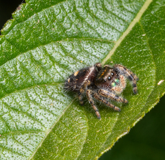 Phidippus