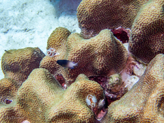 Stegastes partitus