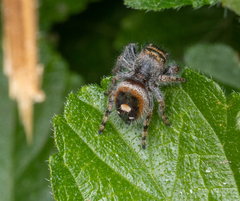 Phidippus