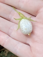 Fieldia australis