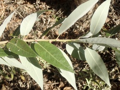 Salix laevigata
