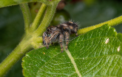 Phidippus