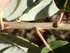 Salix laevigata