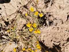 Thymophylla tenuifolia