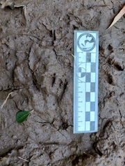 Didelphis aurita