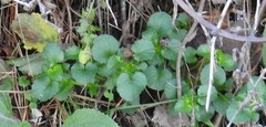 Viola riviniana