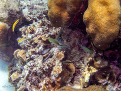 Azurina multilineata