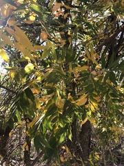 Juglans major