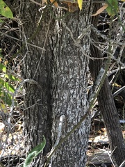 Juglans major
