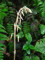 Epipogium roseum