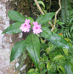 Impatiens platypetala