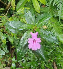 Impatiens platypetala