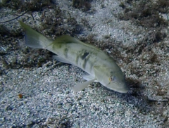 Paralabrax nebulifer