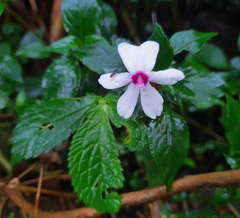 Impatiens javensis