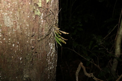 Dendrobium tetragonum