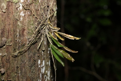 Dendrobium tetragonum