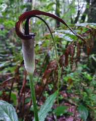 Arisaema filiforme