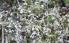 Cladonia foliacea