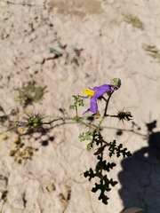 Solanum citrullifolium