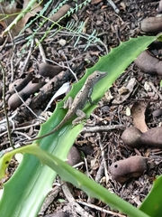 Anolis stratulus