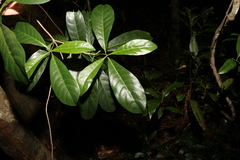 Coelospermum paniculatum