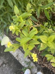 Pseudomussaenda flava