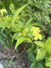 Pseudomussaenda flava