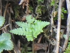 Gymnocarpium dryopteris