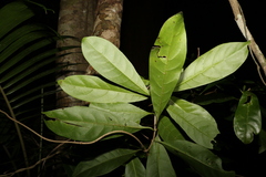 Coelospermum paniculatum