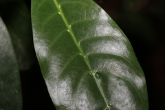 Coelospermum paniculatum