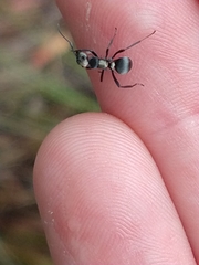 Polyrhachis daemeli