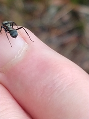 Polyrhachis daemeli