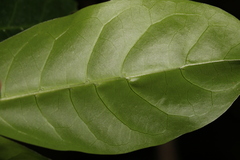 Coelospermum paniculatum